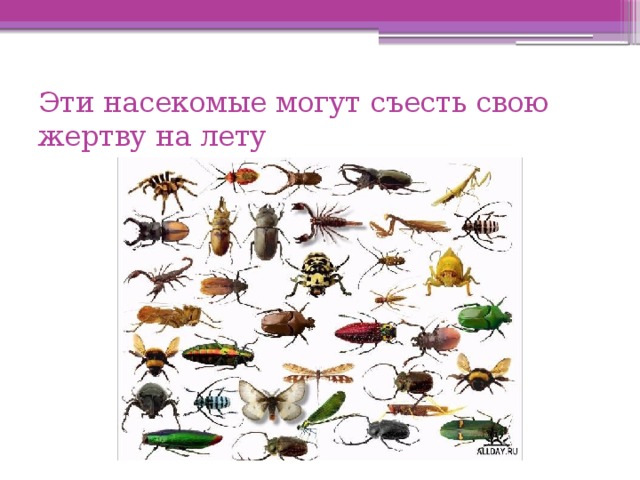 Эти насекомые могут съесть свою жертву на лету 