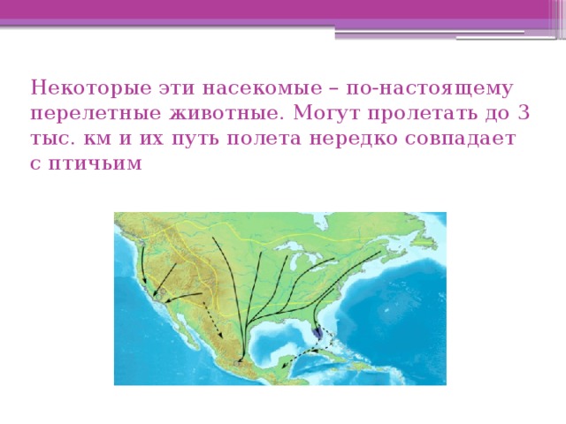 Некоторые эти насекомые – по-настоящему перелетные животные. Могут пролетать до 3 тыс. км и их путь полета нередко совпадает с птичьим 