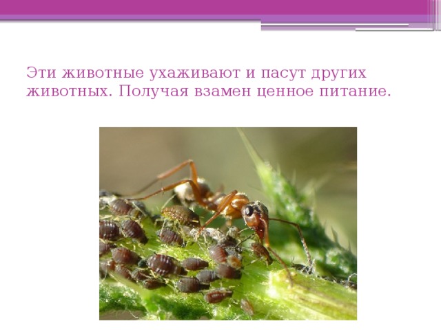 Эти животные ухаживают и пасут других животных. Получая взамен ценное питание. 