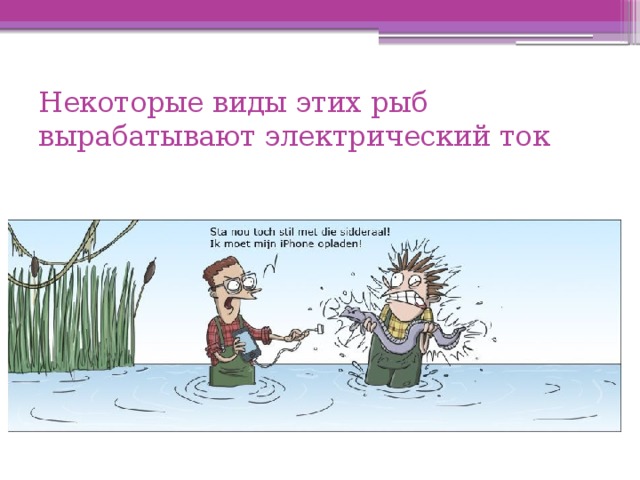 Некоторые виды этих рыб вырабатывают электрический ток 