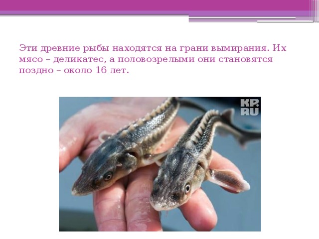 Эти древние рыбы находятся на грани вымирания. Их мясо – деликатес, а половозрелыми они становятся поздно – около 16 лет. 