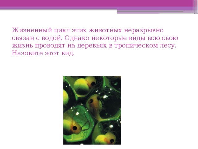 Жизненный цикл этих животных неразрывно связан с водой. Однако некоторые виды всю свою жизнь проводят на деревьях в тропическом лесу. Назовите этот вид.   