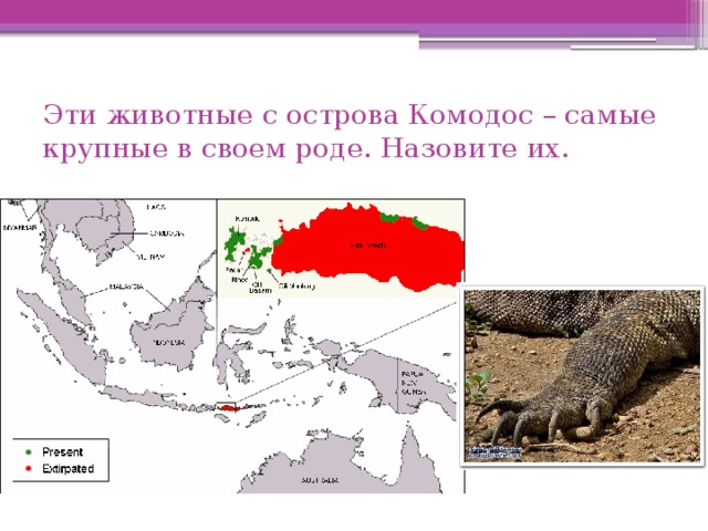 Эти животные с острова Комодос – самые крупные в своем роде. Назовите их. 