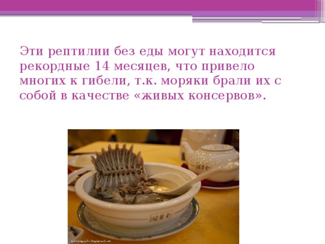 Эти рептилии без еды могут находится рекордные 14 месяцев, что привело многих к гибели, т.к. моряки брали их с собой в качестве «живых консервов». 