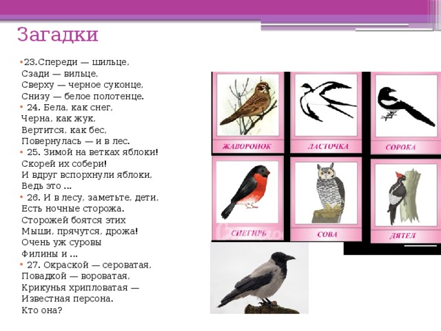Загадки 23.Спереди — шильце,  Сзади — вильце,  Сверху — черное суконце,  Снизу — белое полотенце.  24. Бела, как снег,  Черна, как жук,  Вертится, как бес,  Повернулась — и в лес.  25. Зимой на ветках яблоки!  Скорей их собери!  И вдруг вспорхнули яблоки,  Ведь это ...  26. И в лесу, заметьте, дети,  Есть ночные сторожа.  Сторожей боятся этих  Мыши, прячутся, дрожа!  Очень уж суровы  Филины и ...  27. Окраской — сероватая,  Повадкой — вороватая,  Крикунья хрипловатая —  Известная персона.  Кто она? 