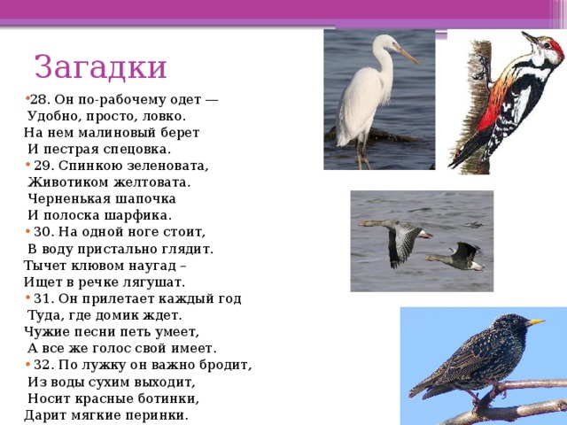 Загадки 28. Он по-рабочему одет —  Удобно, просто, ловко. На нем малиновый берет  И пестрая спецовка.  29. Спинкою зеленовата,  Животиком желтовата.  Черненькая шапочка  И полоска шарфика.  30. На одной ноге стоит,  В воду пристально глядит. Тычет клювом наугад – Ищет в речке лягушат.  31. Он прилетает каждый год  Туда, где домик ждет. Чужие песни петь умеет,  А все же голос свой имеет.  32. По лужку он важно бродит,  Из воды сухим выходит,  Носит красные ботинки, Дарит мягкие перинки. 