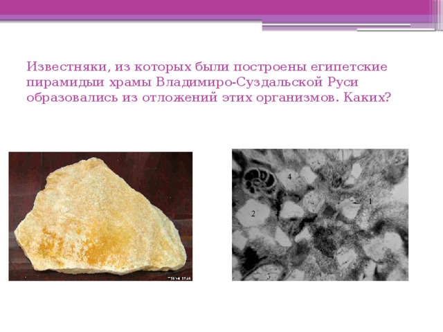 Известняки, из которых были построены египетские пирамидыи храмы Владимиро-Суздальской Руси образовались из отложений этих организмов. Каких? 