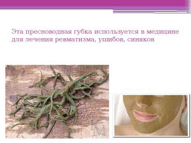 Эта пресноводная губка используется в медицине для лечения ревматизма, ушибов, синяков 