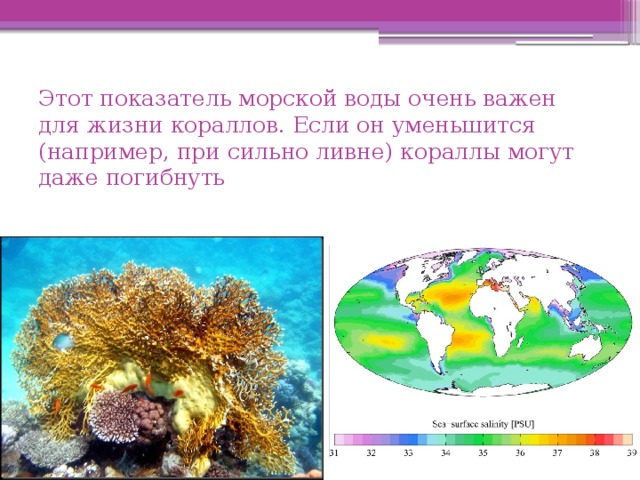 Этот показатель морской воды очень важен для жизни кораллов. Если он уменьшится (например, при сильно ливне) кораллы могут даже погибнуть   