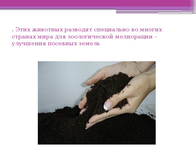 . Этих животных разводят специально во многих странах мира для зоологической мелиорации – улучшения посевных земель 