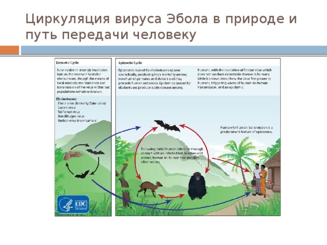 Циркуляция вируса Эбола в природе и путь передачи человеку 