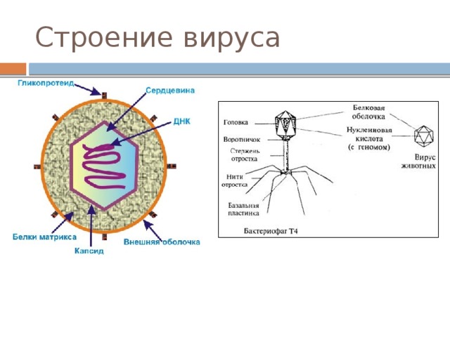 Строение вируса 