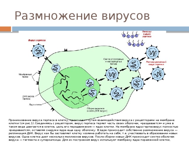 Размножение вирусов Проникновение вируса герпеса в клетку, происходит путем взаимодействия вируса с рецепторами на мембране клетки (см рис.1).Соединяясь с рецептором, вирус герпеса теряет часть своих оболочек, «раздевается» и уже в таком виде двигается в клетке, цель его передвижения — ядро клетки. На мембране ядра герпесвирус полностью «раздевается», оставляя снаружи ядра еще одну оболочку. В ядре происходит собственно размножение вируса — репликация ДНК. Вирус как бы заставляет клетку хозяина работать на себя, т.е. участвовать в образовании новых вирусов. Одна клетка дает несколько миллионов вирусов. После сборки новых ДНК происходит синтез оболочек вируса — тегмента и суперкапсида. Для их построения вирус использует мембрану ядра пораженной клетки, нарушая ее целостность. Из — за повреждений клетка наполняется жидкостью и вскоре гибнет. 
