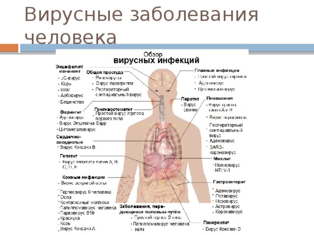 Вирусные заболевания человека 