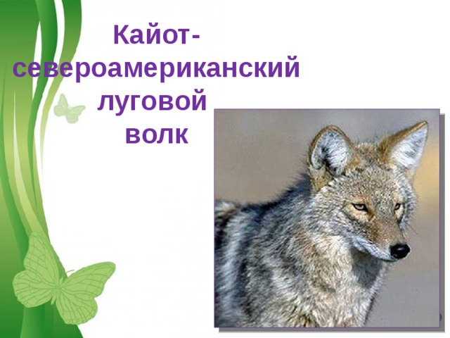 Кайот- североамериканский луговой  волк 