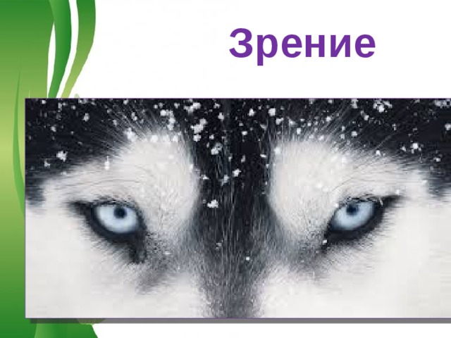 Зрение Free Powerpoint Templates 