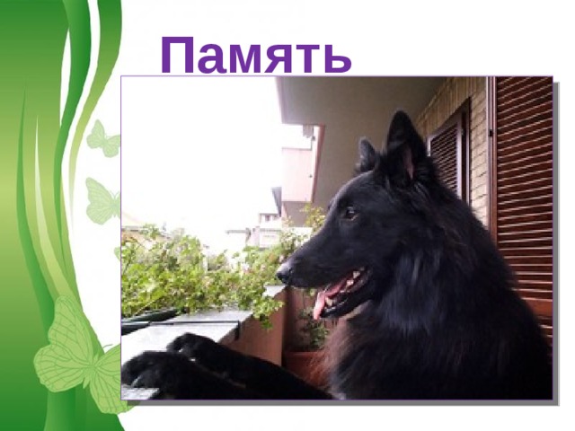 Память Free Powerpoint Templates 
