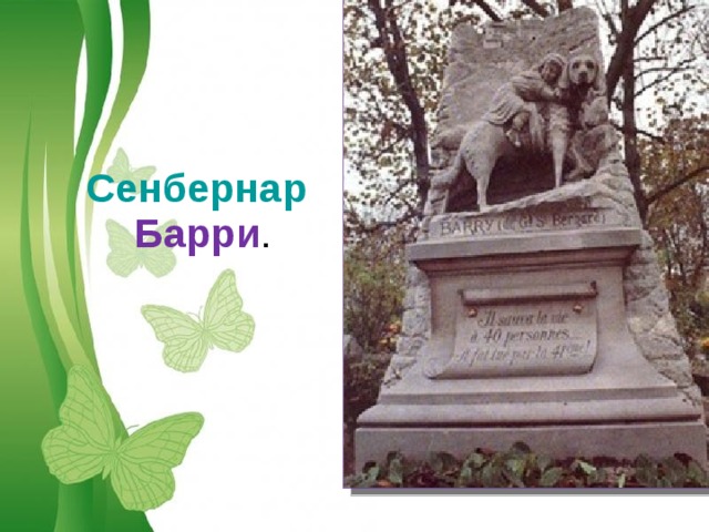 Сенбернар Барри . Free Powerpoint Templates 