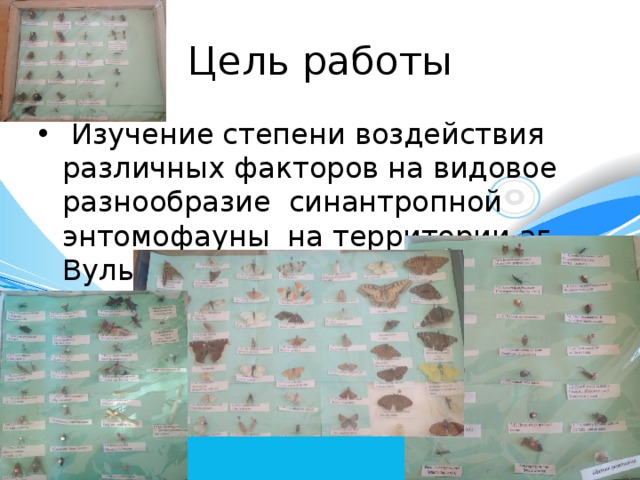 Цель работы  Изучение степени воздействия различных факторов на видовое разнообразие синантропной энтомофауны на территории аг. Вулька-2. 