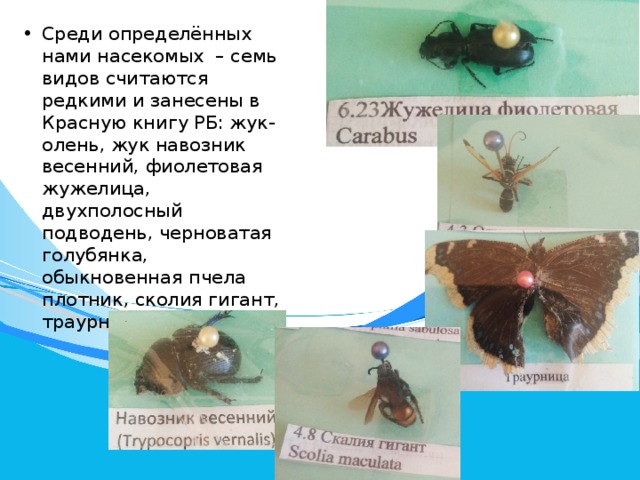 Среди определённых нами насекомых – семь видов считаются редкими и занесены в Красную книгу РБ: жук-олень, жук навозник весенний, фиолетовая жужелица, двухполосный подводень, черноватая голубянка, обыкновенная пчела плотник, сколия гигант, траурница 