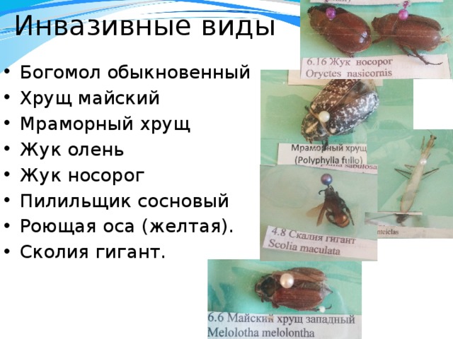 Инвазивные виды Богомол обыкновенный Хрущ майский Мраморный хрущ Жук олень Жук носорог Пилильщик сосновый Роющая оса (желтая). Сколия гигант. 