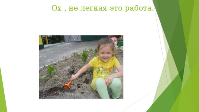 Ох , не легкая это работа. Надо аккуратно прикопать корень гладиолуса.  