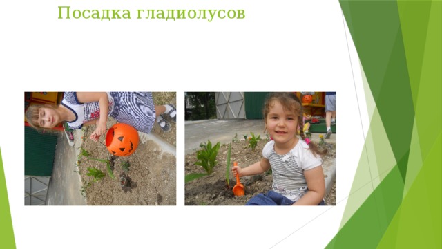 Посадка гладиолусов 