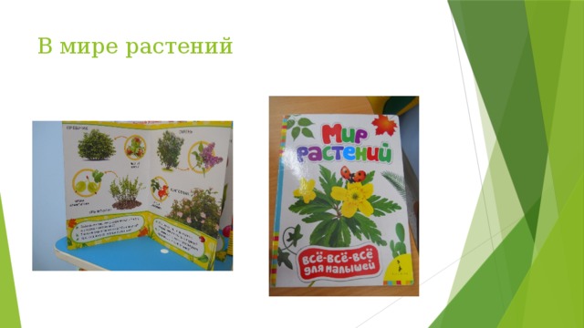 В мире растений 