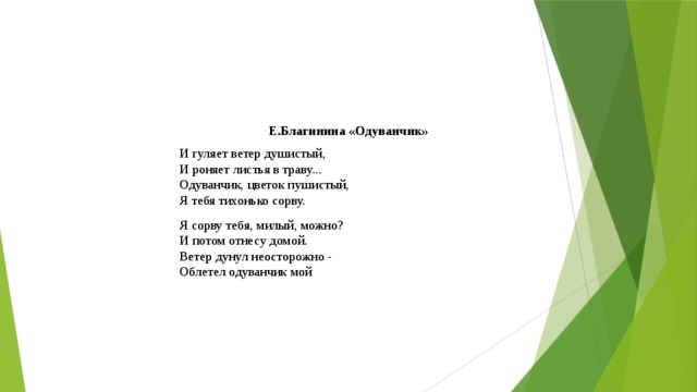 Е.Благинина «Одуванчик» И гуляет ветер душистый,  И роняет листья в траву...  Одуванчик, цветок пушистый,  Я тебя тихонько сорву. Я сорву тебя, милый, можно?  И потом отнесу домой.  Ветер дунул неосторожно -  Облетел одуванчик мой 