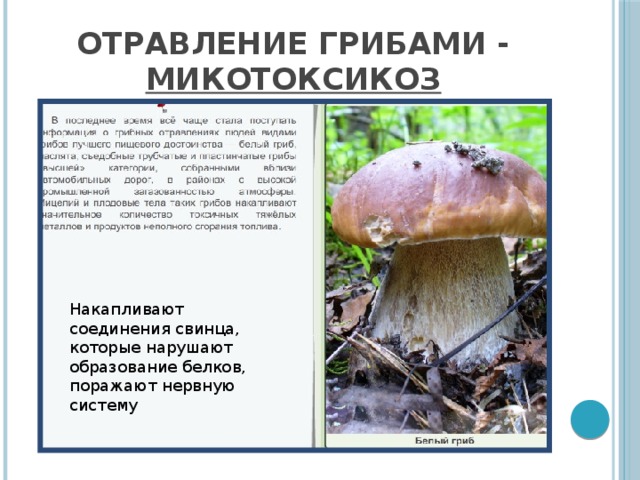 Отравление грибами - микотоксикоз Накапливают соединения свинца, которые нарушают образование белков, поражают нервную систему 