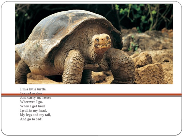 I’m a little turtle,  I crawl so slow,  And carry my house  Wherever I go.  When I get tired  I pull in my head,  My legs and my tail,  And go to bed!