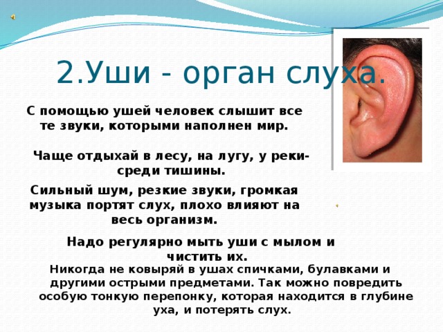 2.Уши - орган слуха. С помощью ушей человек слышит все те звуки, которыми наполнен мир. Чаще отдыхай в лесу, на лугу, у реки- среди тишины. Сильный шум, резкие звуки, громкая музыка портят слух, плохо влияют на весь организм. Надо регулярно мыть уши с мылом и чистить их. Никогда не ковыряй в ушах спичками, булавками и другими острыми предметами. Так можно повредить особую тонкую перепонку, которая находится в глубине уха, и потерять слух. 