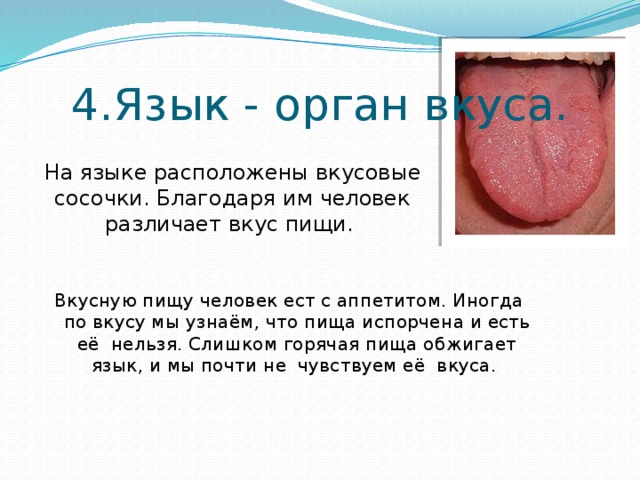 4.Язык - орган вкуса. На языке расположены вкусовые сосочки. Благодаря им человек различает вкус пищи. Вкусную пищу человек ест с аппетитом. Иногда по вкусу мы узнаём, что пища испорчена и есть её нельзя. Слишком горячая пища обжигает язык, и мы почти не чувствуем её вкуса. 