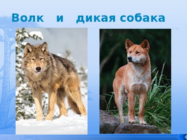 Волк и дикая собака 