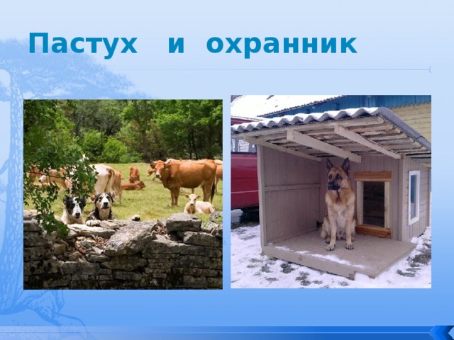Пастух и охранник 