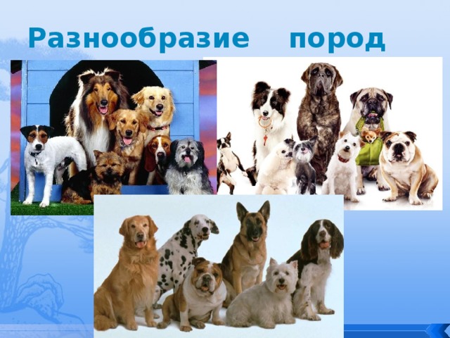 Разнообразие пород 