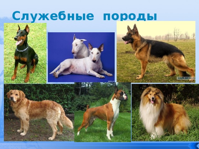 Служебные породы (слева на право) доберман, бультерьер, немецкая овчарка, ретривер, боксёр, шотландская овчарка (колли)  