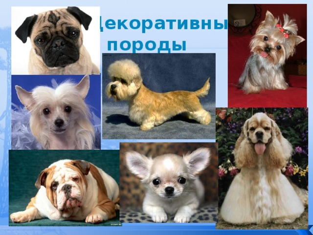 Декоративные породы (сверху вниз) мопс, китайская хохлатая собачка, английский бульдог, денди-динмонт терьер, чихуахуа, йоркширский терьер, американский спаниель  