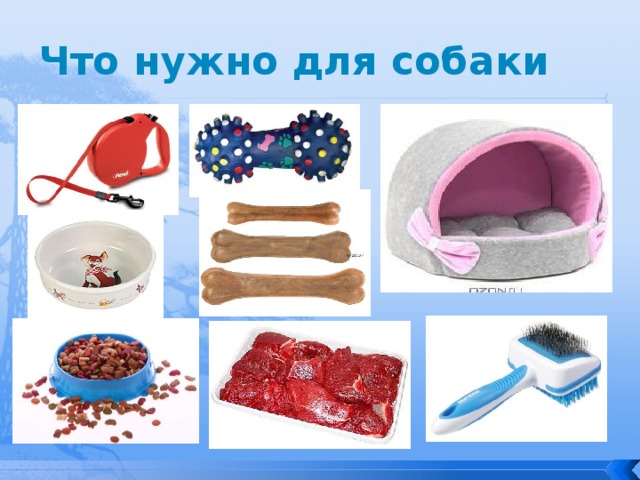 Что нужно для собаки 