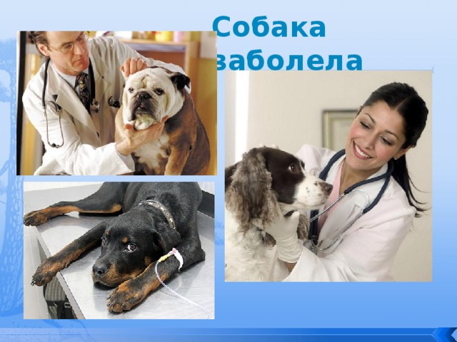 Собака заболела 