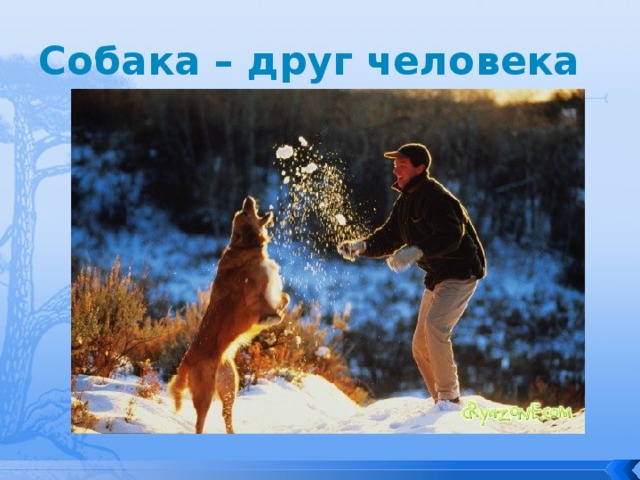 Собака – друг человека 