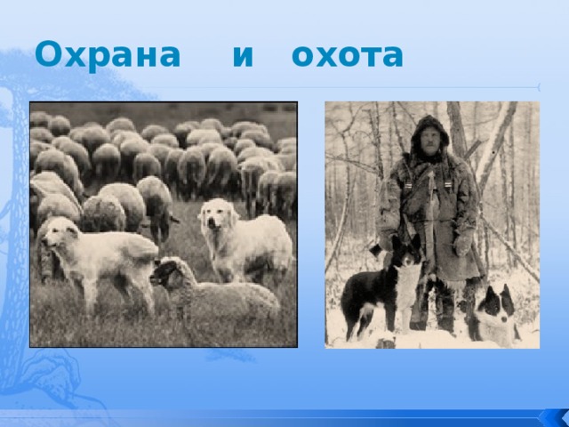 Охрана и охота 