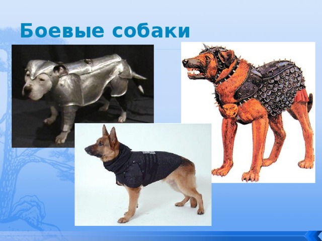 Боевые собаки 
