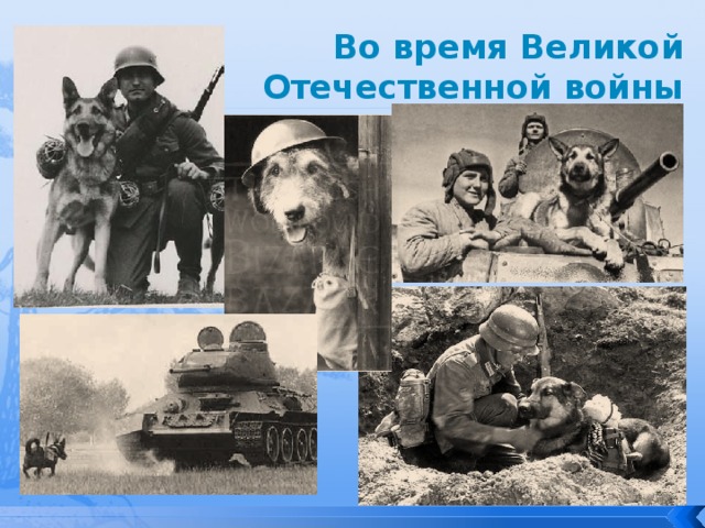 Во время Великой Отечественной войны У нас уважают собаку недаром. Собака на фронте была санитаром, Связистом, сапёром, порою собаки На танки фашистов бросались в атаки. Да, на войне получалось и так, Что «тигры», «пантеры» боялись собак!  