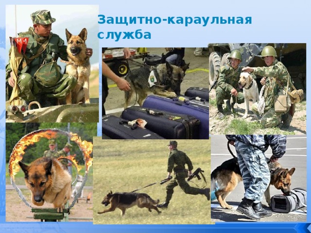 Защитно-караульная служба 