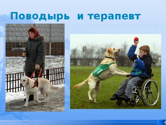 Поводырь и терапевт 
