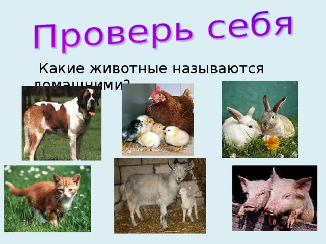  Какие животные называются домашними? 