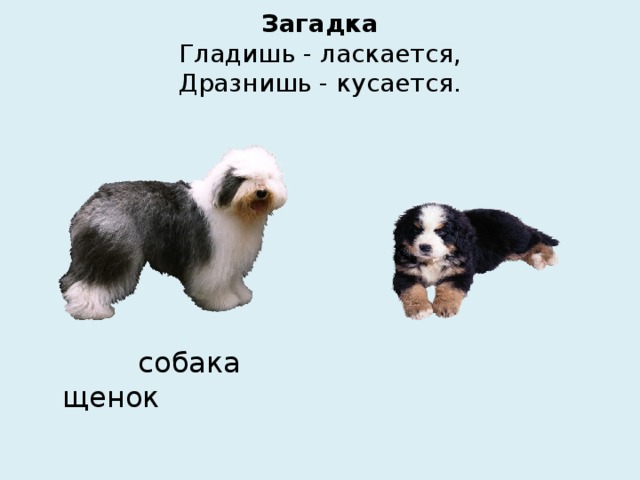 Загадка  Гладишь - ласкается,  Дразнишь - кусается.  собака щенок 