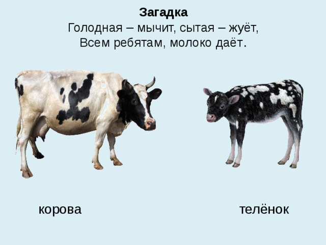 Загадка  Голодная – мычит, сытая – жуёт,  Всем ребятам, молоко даёт .    корова телёнок 