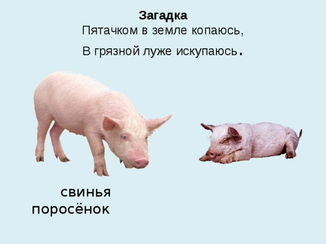 Загадка  Пятачком в земле копаюсь,  В грязной луже искупаюсь .  свинья поросёнок 